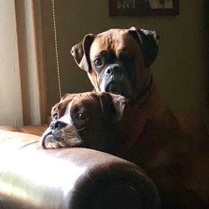 Meet your Posher, George